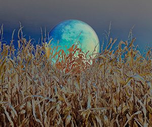 The moon rising beyond a cornfield