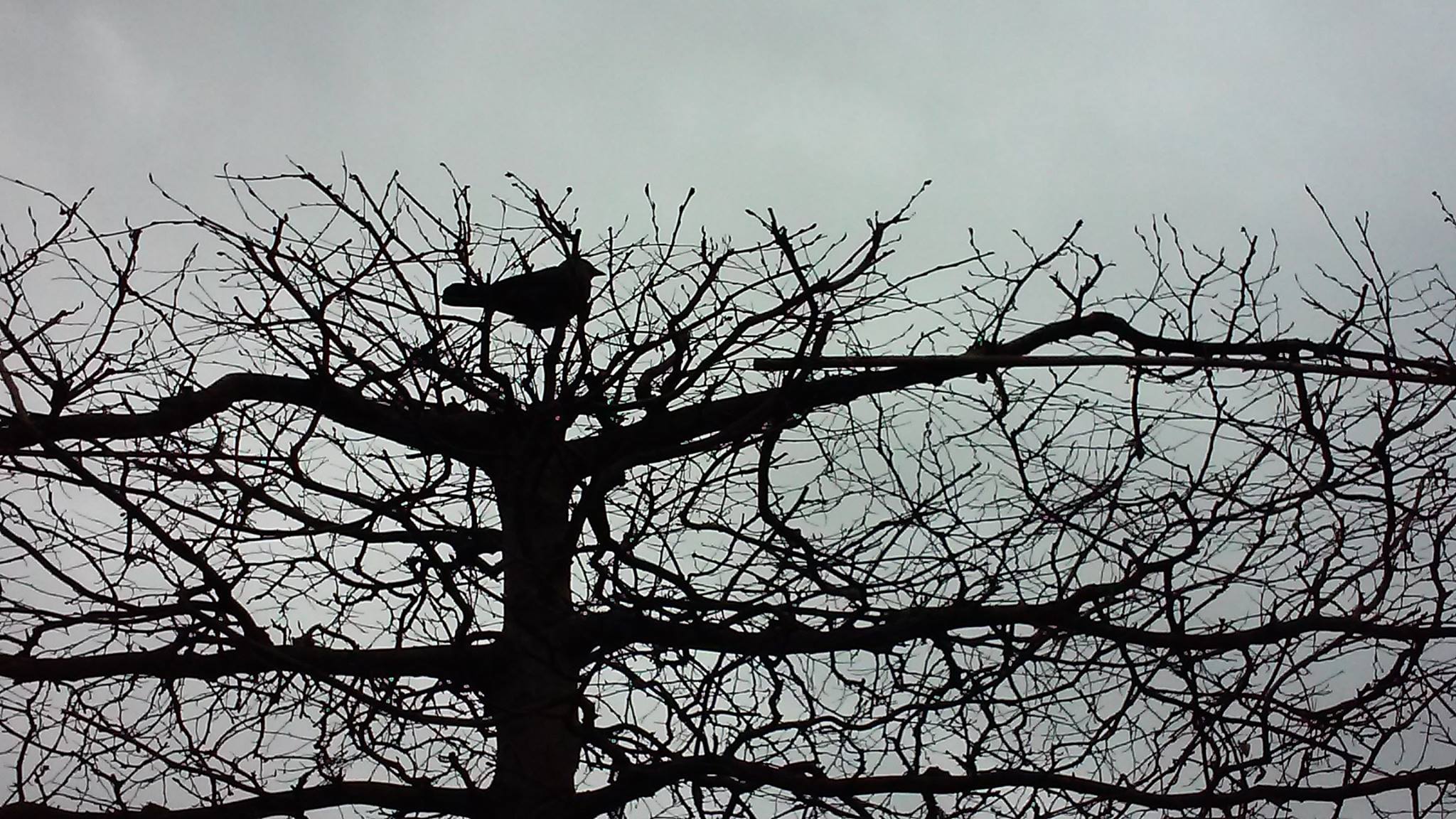 the silhouette of a bird in a tree with no leaves